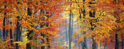 Efterårets farver i naturen - En rejse gennem skoven til vinterbadning
